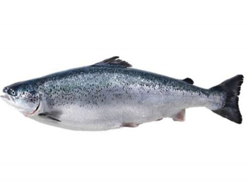 Leroy Freshly Frozen Salmon Whole 4-5 kg